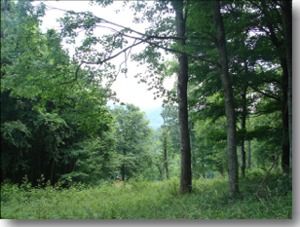photo of trees in Alleghany County