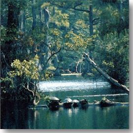 a 
photo of the Tar River, NC, showing turtles in the stream